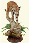 bobcat lifesize table  mounted by Peters' Taxidermy